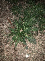 Magnoliopsida