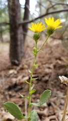 Grindelia hallii