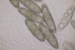 Massaria gigantispora