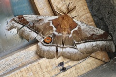 Bunaea alcinoe