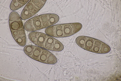 Massaria gigantispora