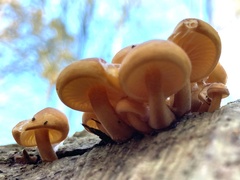 Flammulina