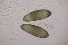 Massaria gigantispora