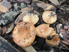 Lactarius chrysorrheus