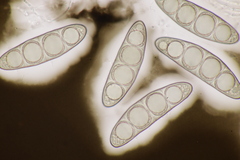 Massaria gigantispora