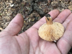 Lactarius chrysorrheus