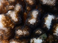 Pocillopora