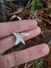 Rhododendron atlanticum