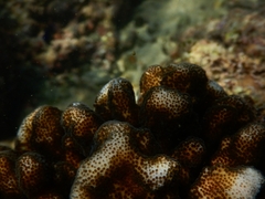 Pocillopora