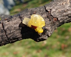 Tremella