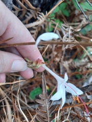 Rhododendron atlanticum