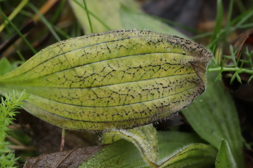 Spilopodia nervisequia