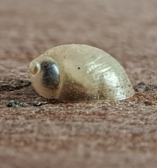 Oxyloma elegans