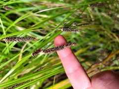 Carex solandri