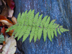 Amauropelta noveboracensis