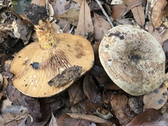 Lactarius romagnesii