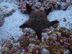 Pentaceraster cumingi