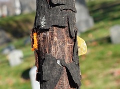 Tremella
