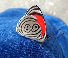 Diaethria clymena