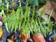 Amauropelta noveboracensis