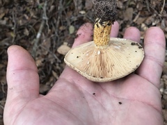 Lactarius romagnesii