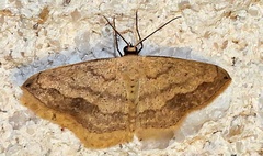 Scopula umbilicata