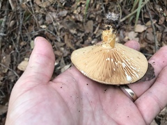 Lactarius romagnesii