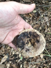 Lactarius romagnesii