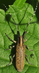 Agapanthia villosoviridescens