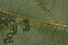 Nola triquetrana