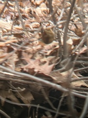 Thryothorus ludovicianus