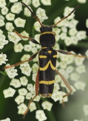 Clytus arietis