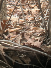 Thryothorus ludovicianus