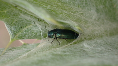 Meliboeus amethystinus