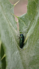 Meliboeus amethystinus