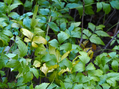 Xanthorhiza simplicissima