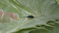 Meliboeus amethystinus