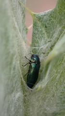 Meliboeus amethystinus