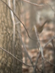 Thryothorus ludovicianus