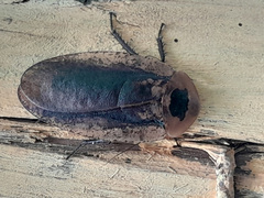 Blaberinae