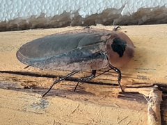 Blaberinae