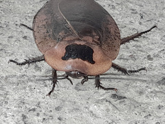 Blaberinae