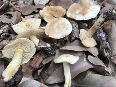 Tricholoma odorum