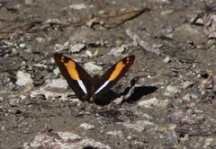 Adelpha boeotia