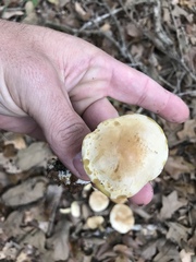 Tricholoma odorum