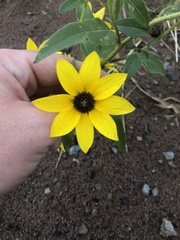 Helianthus