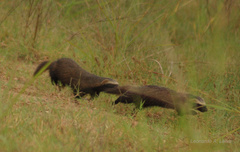 Galictis cuja