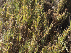 Arthroceras subterminale