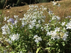 Campanula lactiflora