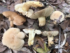 Tricholoma odorum